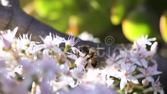 花朵上的蜜蜂春季多汁植物视频的预览图