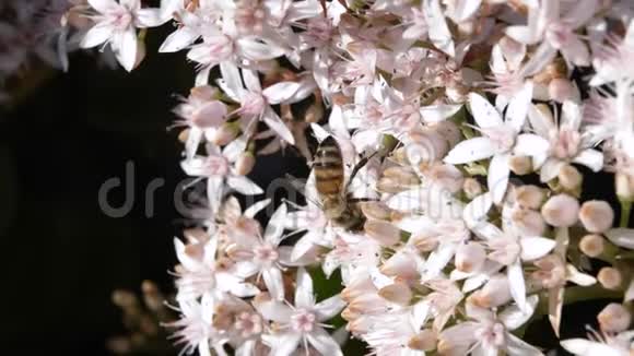 花朵上的蜜蜂春季多汁植物视频的预览图