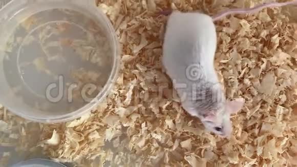 白色白化病实验室老鼠坐在塑料盒子里跑笼子里可爱的小鼠嘴紧闭宠物动物视频的预览图