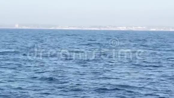 从灰色鲸鱼船在海洋中的海景观赏鲸鱼之旅加利福尼亚州美国蕨类植物视频的预览图