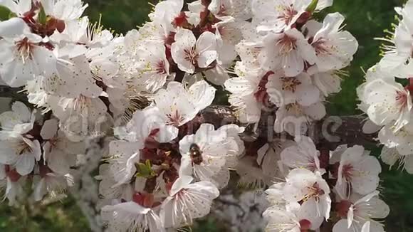 春暖花开的樱花枝视频的预览图