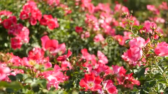 英国玫瑰园玫瑰花背景柔嫩的花朵绽放蜜蜂收集花粉念珠的特写视频的预览图