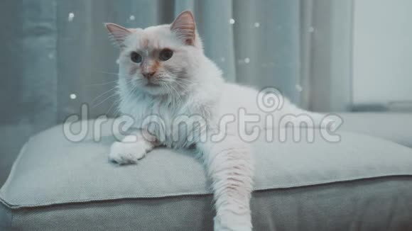 白色RagdollFlampoint好玩的毛茸茸的猫在沙发床上蓝眼睛看着摄像机特写镜头后面闪烁着灯光视频的预览图