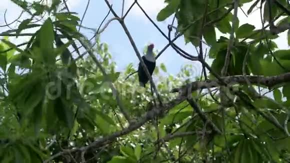 在一个刮风的日子里塞舌尔蓝鸽藏在树枝间塞舌尔马河岛视频的预览图