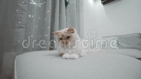 白色RagdollFlampoint好玩的毛茸茸的猫在沙发床上蓝眼睛看着摄像机特写镜头后面闪烁着灯光视频的预览图