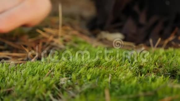 女性的手轻轻地触摸地面上的苔藓视频的预览图