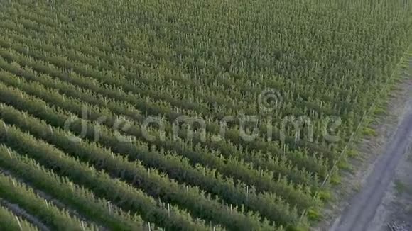 苹果农场内整洁的人工林拍摄无人驾驶飞机鸟瞰图视频的预览图