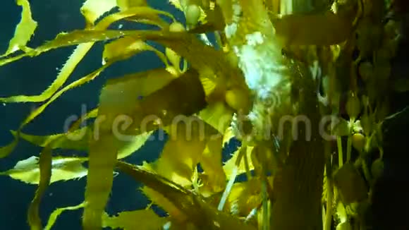 光线穿过一片巨大的海带森林囊藻潜水水族馆和海洋概念水下视频的预览图