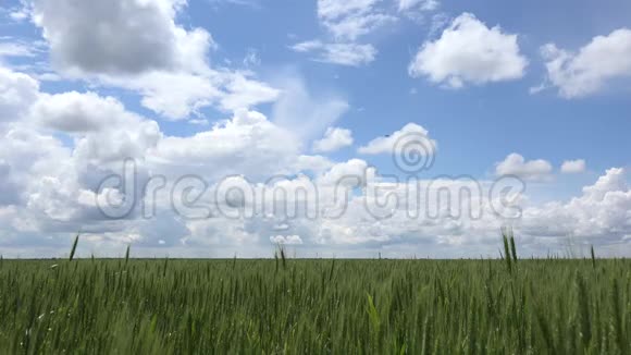微风谷物农业用地云景风景视频的预览图