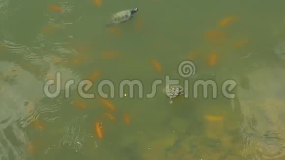 海龟在马来西亚的池塘里游泳视频的预览图