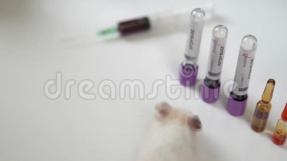 医学研究科学家测试实验室大鼠在实验室中发现冠状病毒疫苗冠状病毒图标视频的预览图
