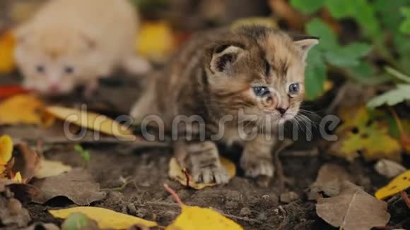 可爱的小猫喵喵地坐在地上视频的预览图