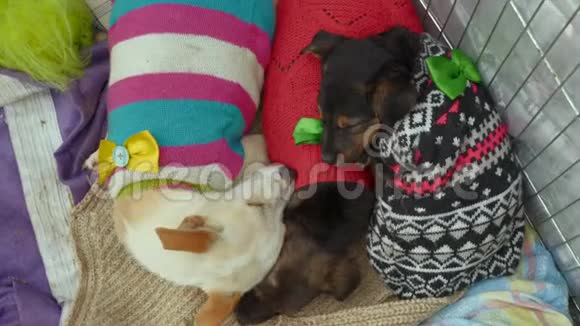 温暖汗水中的无家可归的小狗睡在动物收容所的铁瓦里视频的预览图
