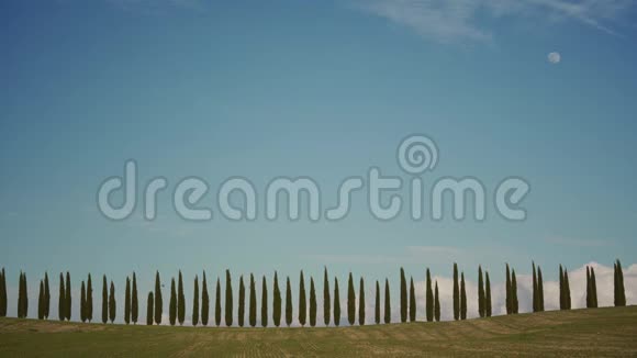 不寻常的抽象的柏树对晴空的看法托斯卡纳视频的预览图