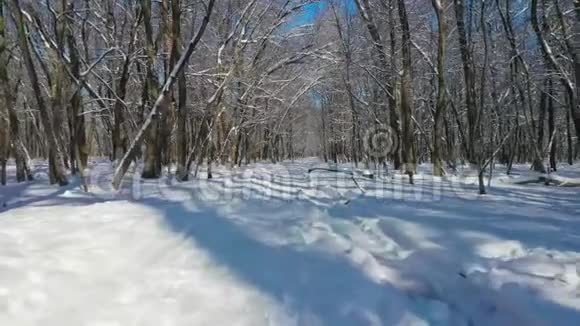 冬天森林里的路雪里的树晴天视频的预览图