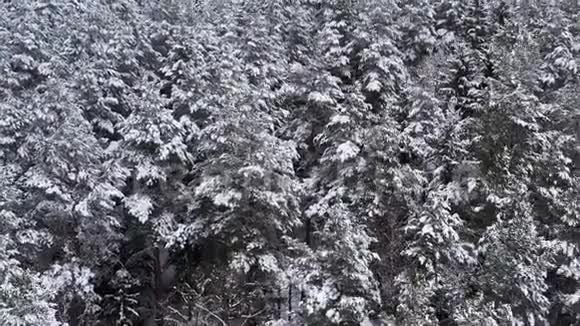 无人机在冬天飞过云杉和松树茂密的森林多云天气下美丽的冬季景观树枝视频的预览图