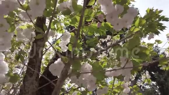 日本樱花季节一棵树上樱花的梦幻画面视频的预览图