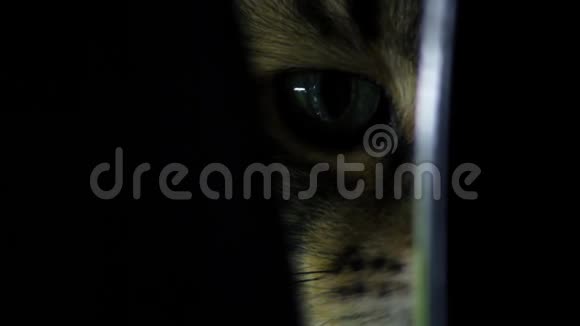 猫大眼睛在黑暗的特写镜头里看着镜头视频的预览图