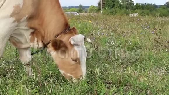家牛在农场吃草视频的预览图