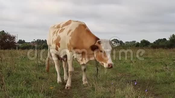 家牛在农场吃草视频的预览图