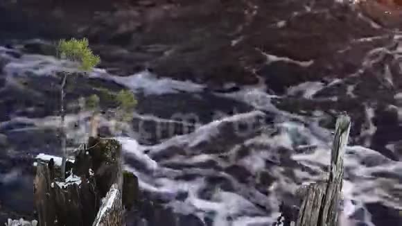 一棵孤独的小松树生长在湍急的河流中的树桩上视频的预览图