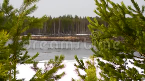 一片冰封的湖中松枝的缝隙在泰加森林中早春视频的预览图