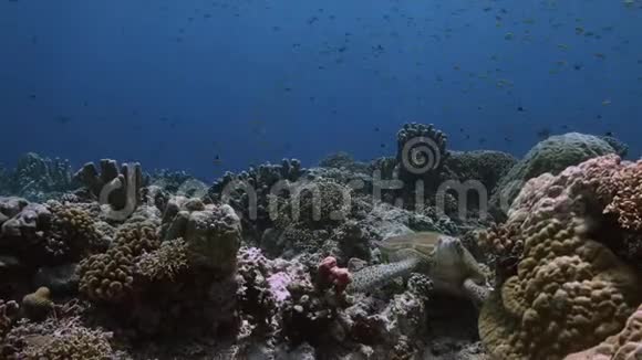 绿海龟在珊瑚礁4k视频的预览图