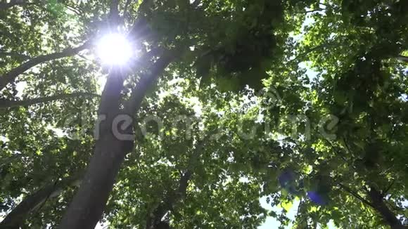 4森林树叶阳光阳光阳光树枝梁夏季景观视频的预览图
