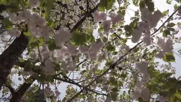 樱花在树上阳光透过树枝照射视频的预览图