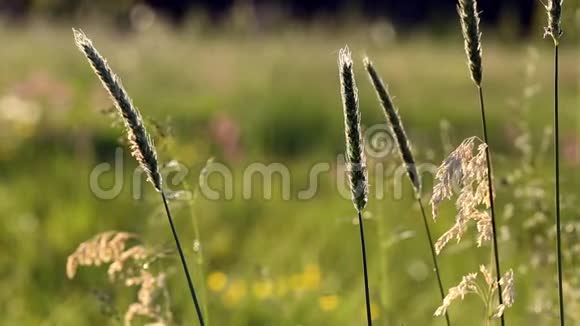 清新的春草上模糊的背景视频的预览图