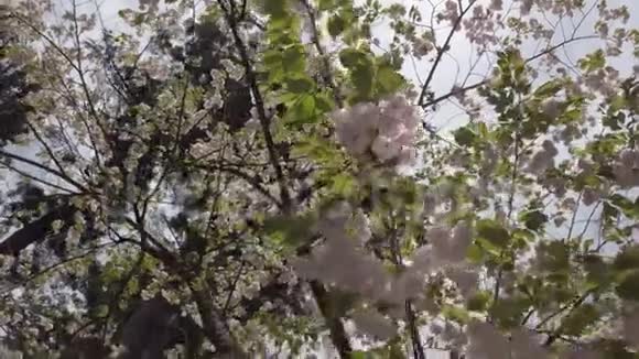 日本樱花季节动作缓慢从下面的角度视频的预览图