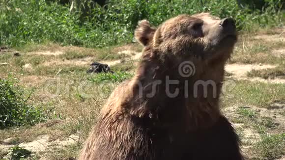 森林中的K4棕熊肖像野生动物在大自然中嗅嗅视频的预览图