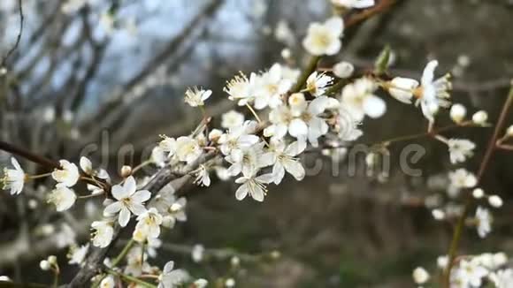 春天在波罗的海沿岸的野生梅花视频的预览图