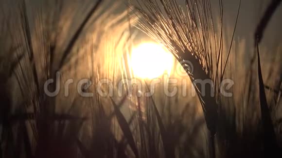 夕阳麦田4K小麦收获穗粮农业视频的预览图