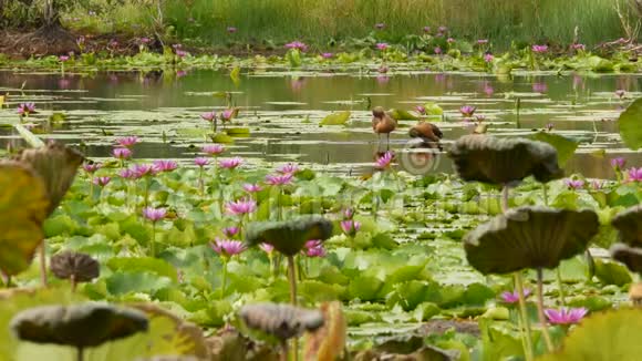湖上的鸭子和睡莲在阴郁的水中的粉红色莲花反映了鸟类野生候鸟异国情调视频的预览图