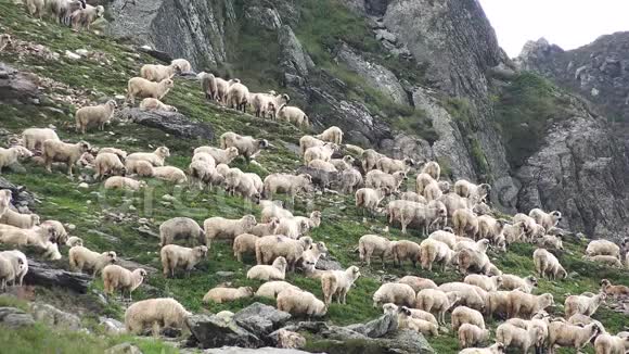 羊在草地上吃草羊群在山上的草地上4公里视频的预览图