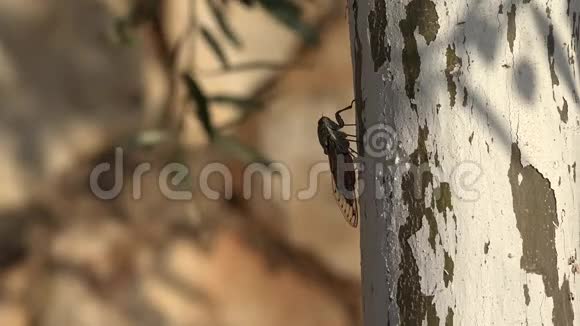 4K马蝇牛虻昆虫苍蝇希腊树上的苍蝇危险的肉虱视频的预览图