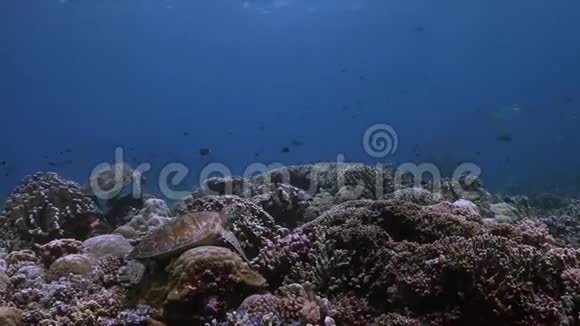 珊瑚礁上的两只绿海龟4k视频的预览图