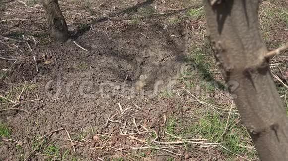 4KWeasel按洞在田水獭明克马丁搜索食物关闭视频的预览图