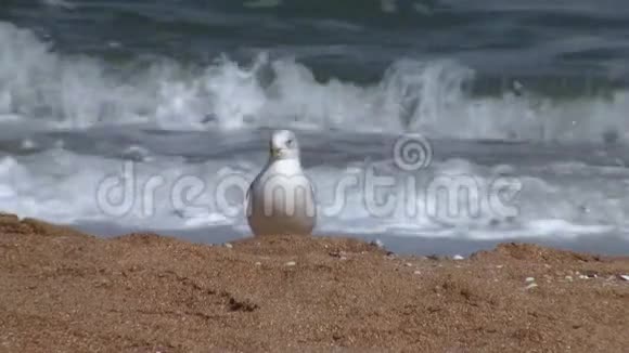 大西洋棕榈海岸弗拉格勒海滩环嘴海鸥视频的预览图