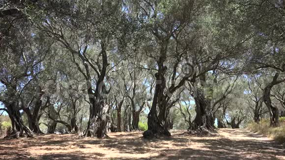 4橄榄果园夏季希腊乡村景色树木油农收获视频的预览图