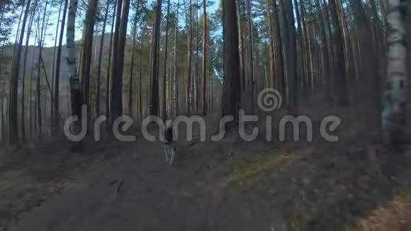狗沿着森林小径奔跑前景慢动作视频的预览图