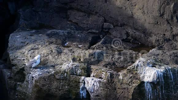 一只海鸥坐在海洋岩石上关闭冰岛慢动作视频的预览图
