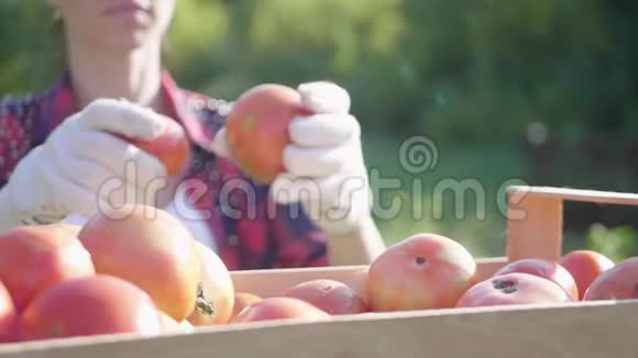 农夫手拿着几个成熟的西红柿在一个木箱里收获蔬菜视频的预览图