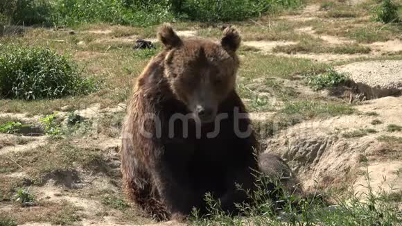 森林中的K4棕熊肖像野生动物在大自然中嗅嗅视频的预览图