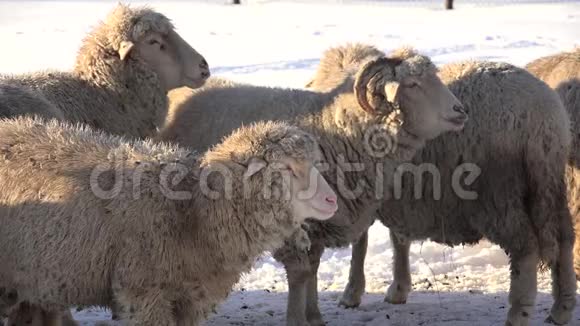 雪冬山4克牧羊羊驼山田园视频的预览图