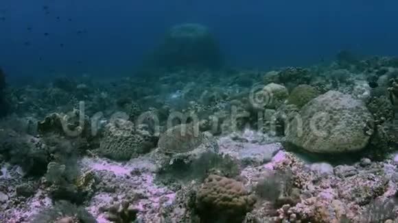 绿海龟在珊瑚礁上游泳4k视频的预览图