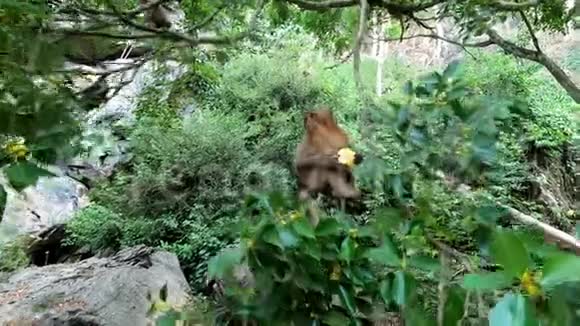 猴子坐在树枝上爪子上有一根玉米棒视频的预览图