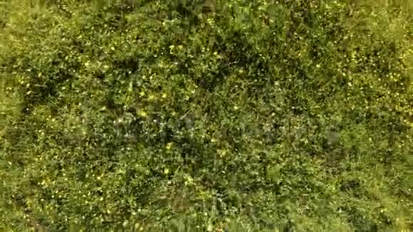 无人机飞过盛开的草地夏花草药垂直射击视频的预览图