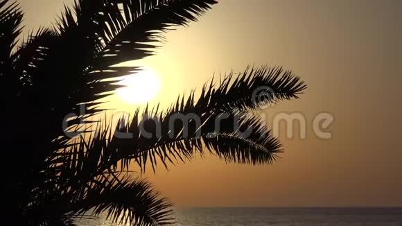 4K棕树椰子在外景热带岛屿海上日出海洋视频的预览图
